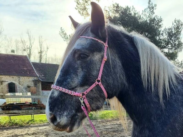 Sidepull style Samara - Personnalisable