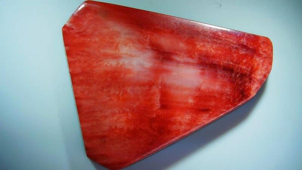 Red Spiney Oyster Shell AAA  Quality /SOLD