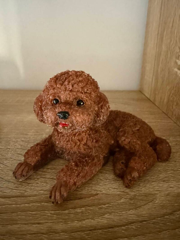 Caniche couché
