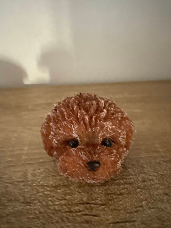 Tête de caniche