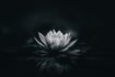 NATURAL HARMONY REIKI