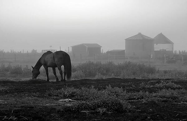 Michigan Farm Morning Limited Edition