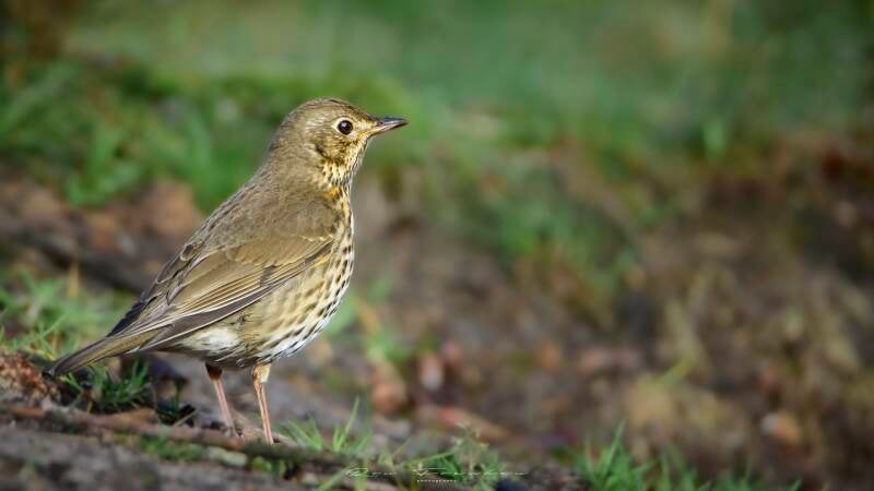 bosvogels-1