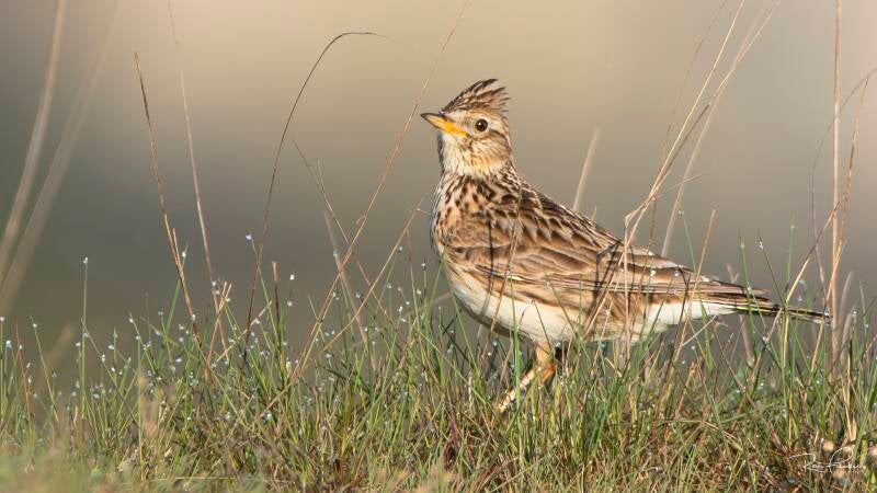 bosvogels_03