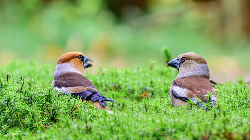 bosvogels_04