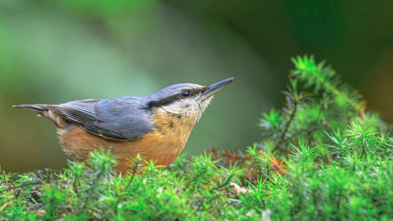 bosvogels_05
