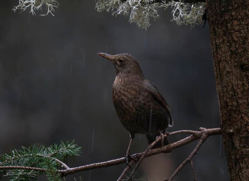bosvogels_06