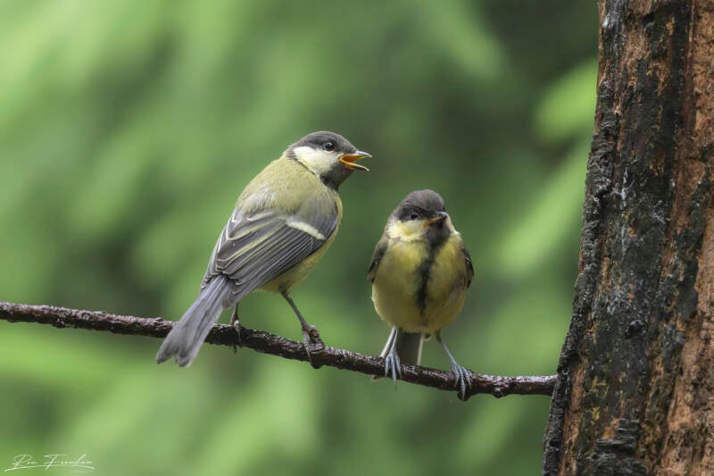bosvogels_09