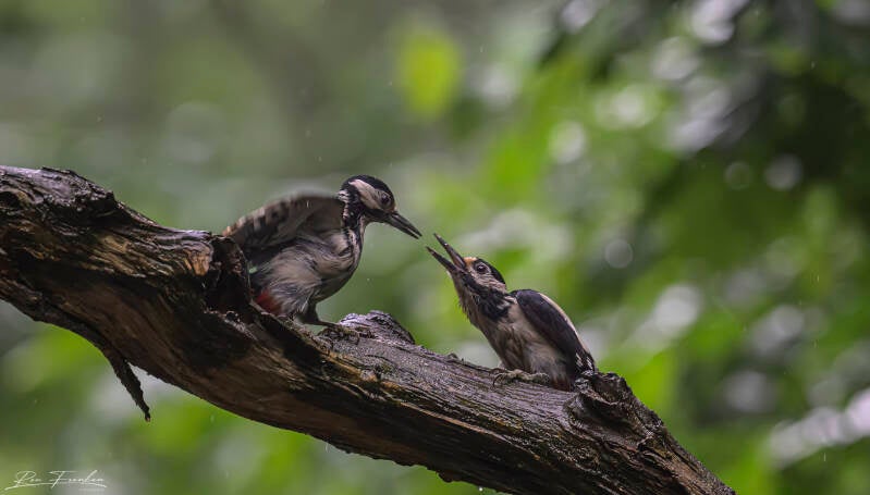 bsvogels_10
