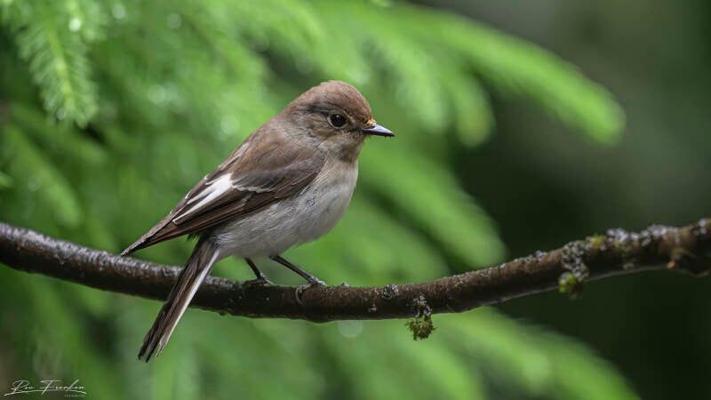 bosvogels_11