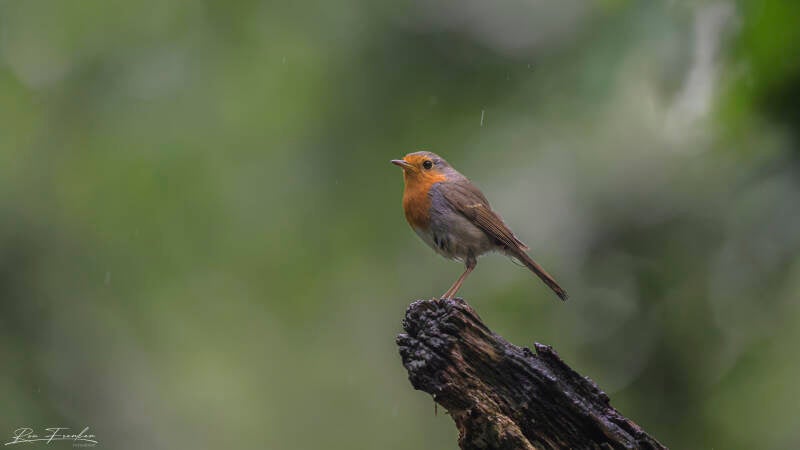 bosvogels_12
