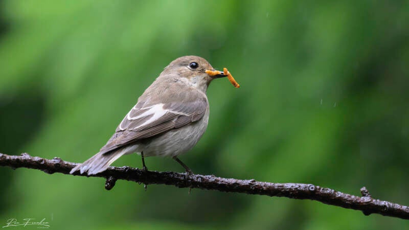 bosvogels_13
