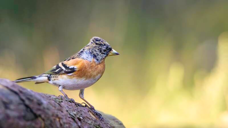 bosvogels_14