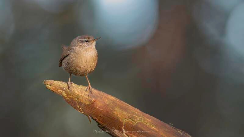 bosvogels_15