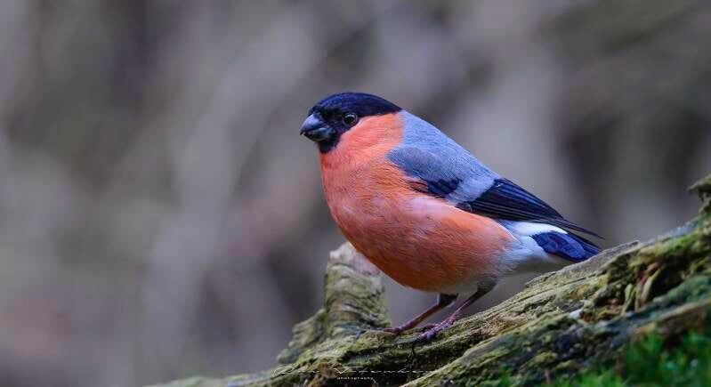 bosvogels_17