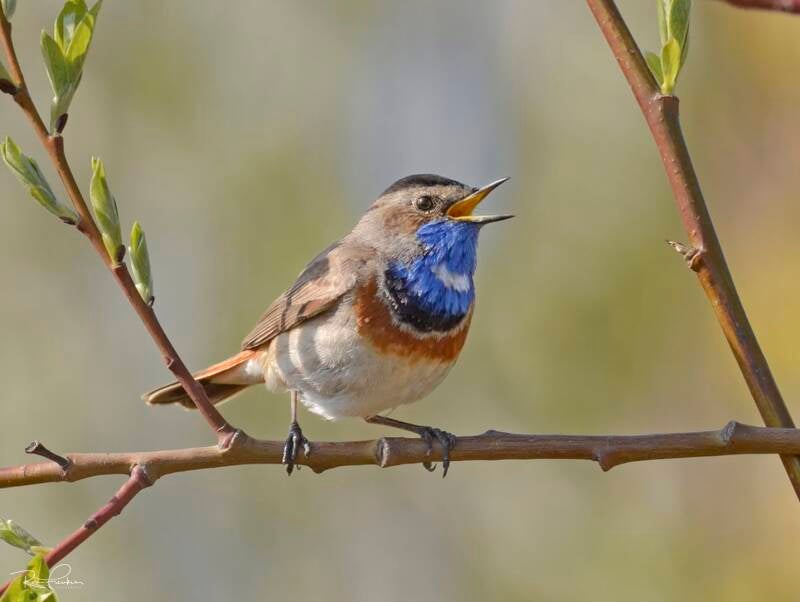 bosvogels_18