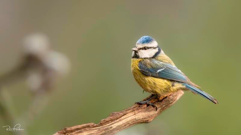 bosvogels_19
