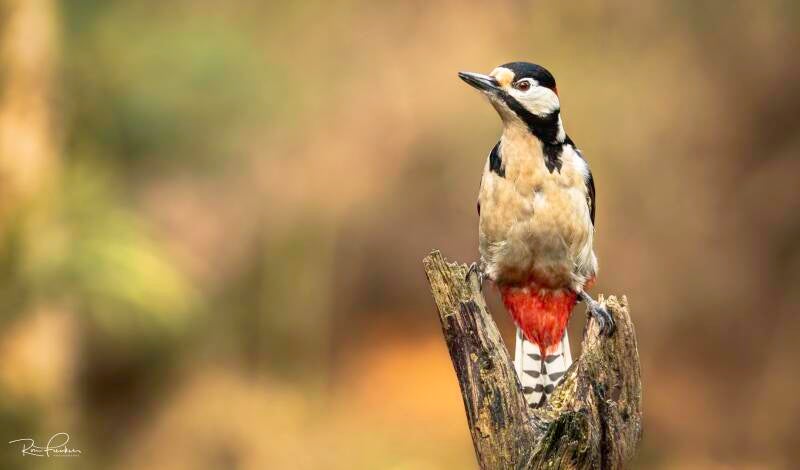bosvogels_20