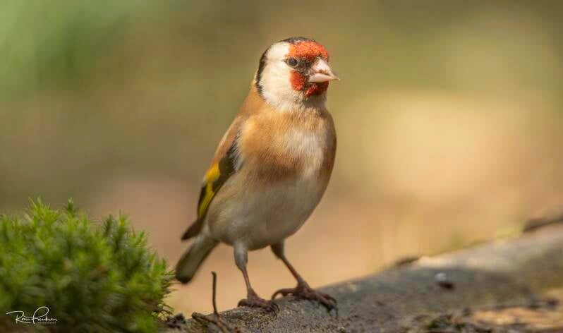 bosvogels_21