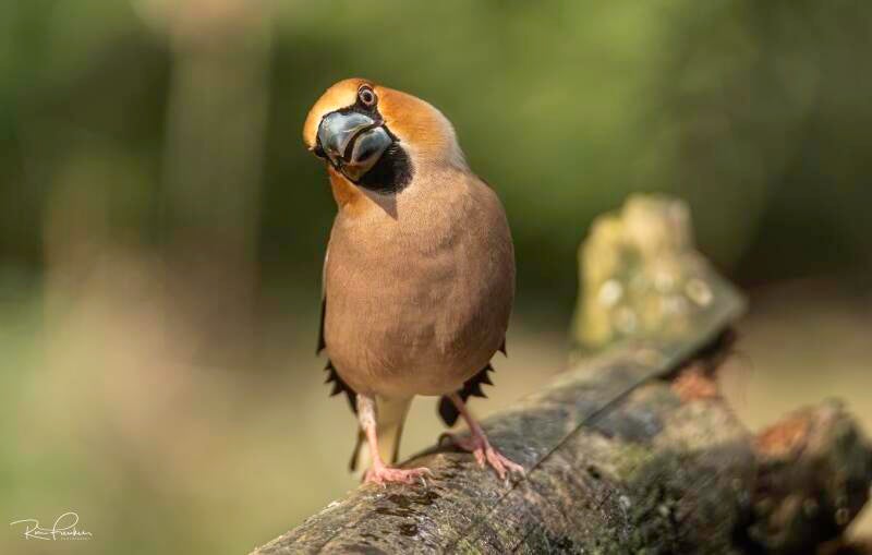 bosvogels_22