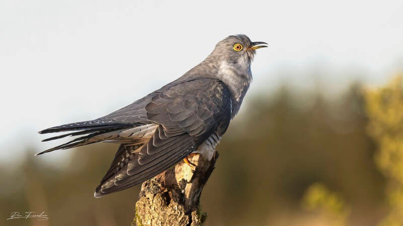 bosvogels_23-