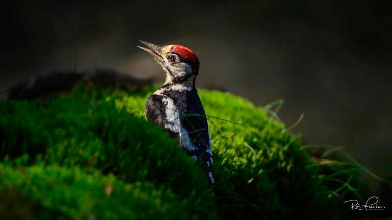 bosvogels_25