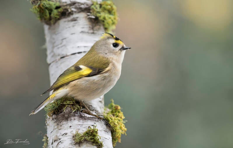 bosvogels_27