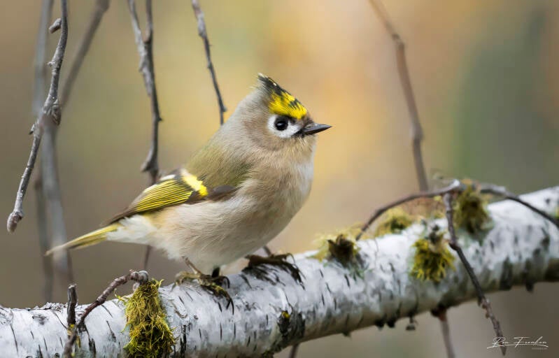 bosvogels_28
