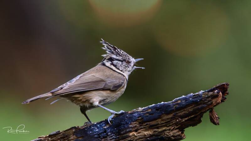 bosvogels_29