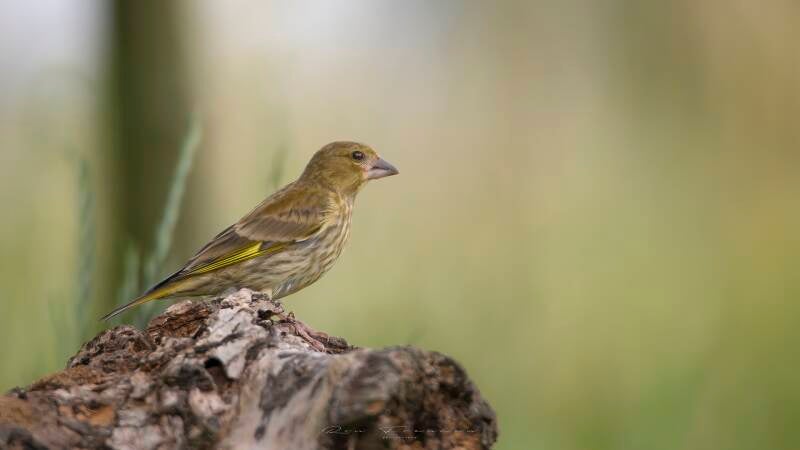 bosvogels_30
