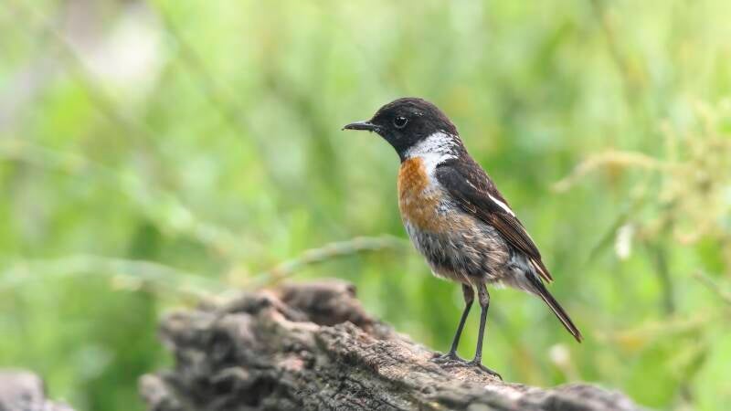 bosvogels_31