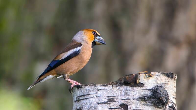 bosvogels_32