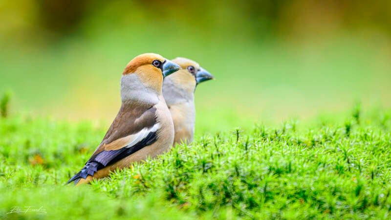 bosvogels_33