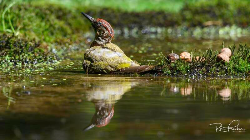 bosvogels_36