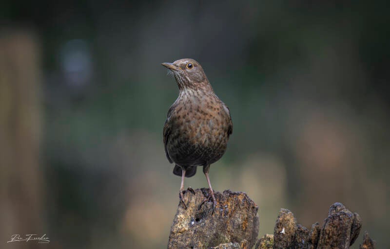 bosvogels_37