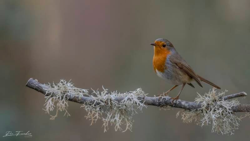 bosvogels_38