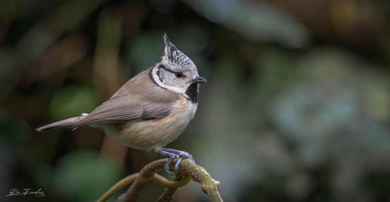 bosvogels_39