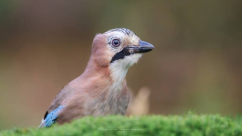 bosvogels_41