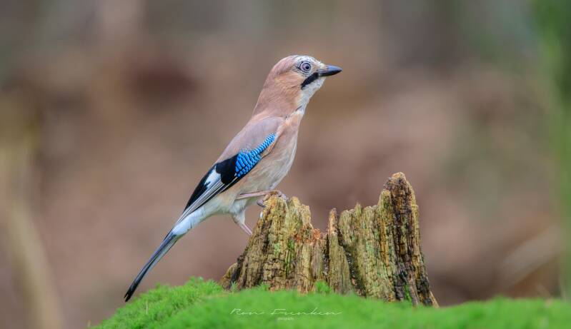 bosvogels_42
