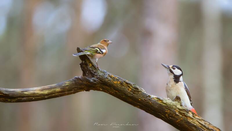 bosvogels_43