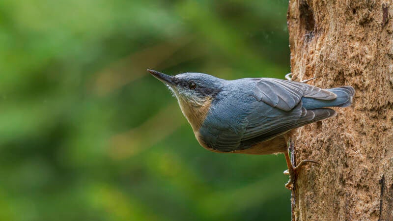 bosvogels_45