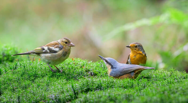 bosvogels_47
