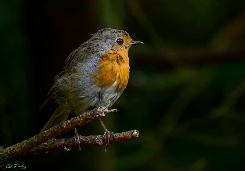 bosvogels_48