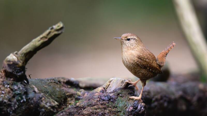bosvogels_49