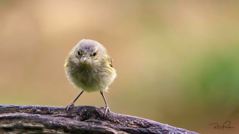 bosvogels_51