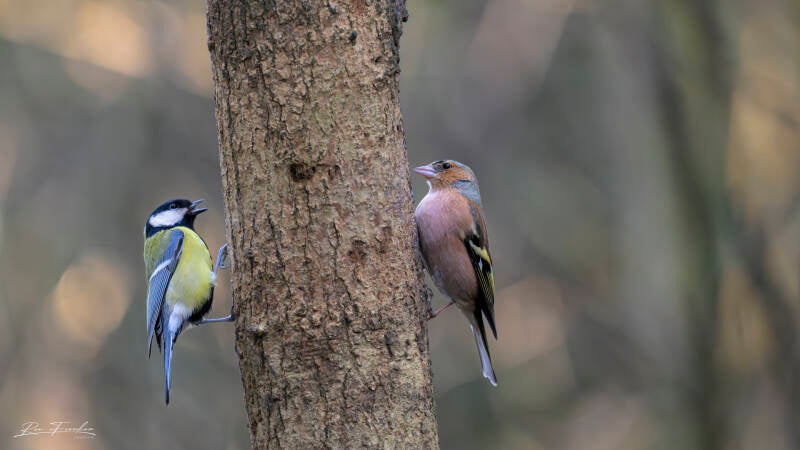 bosvogels_52g
