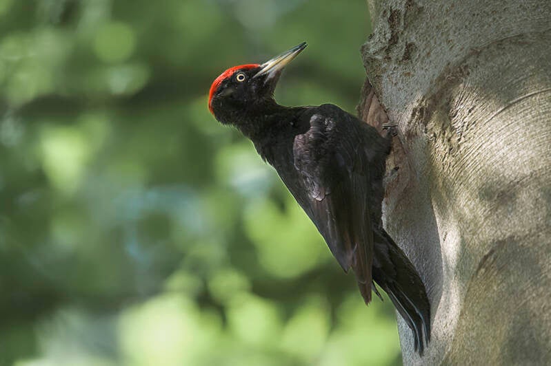 bosvogels_53-standard.jpg