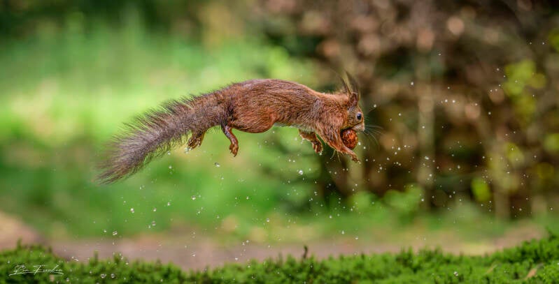 eekhoorn_12