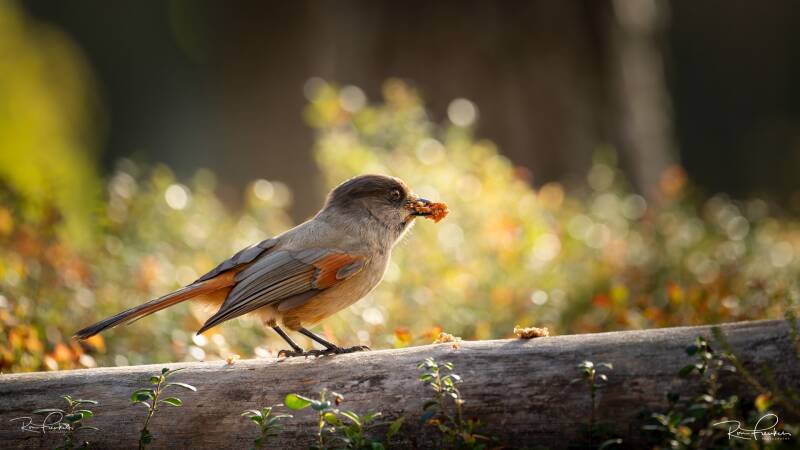 reis-finland-2023_14