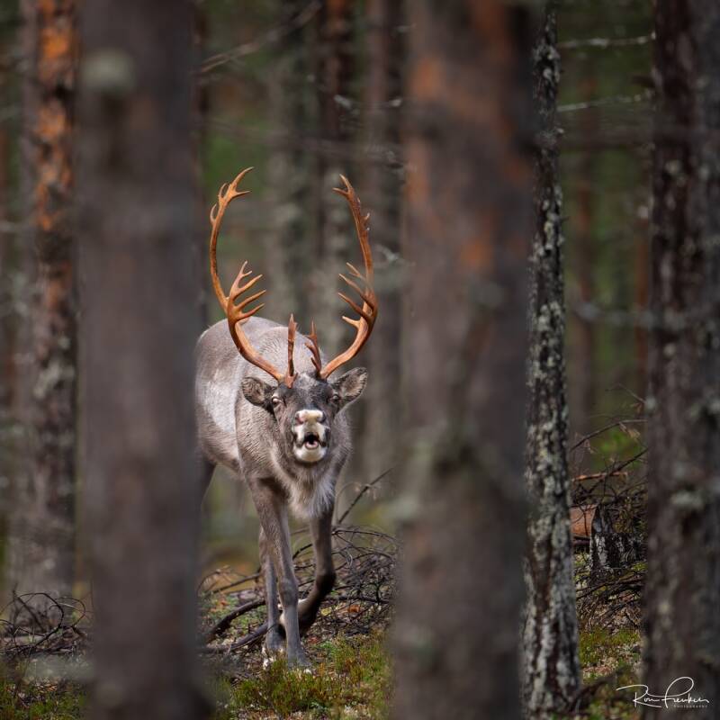 reis-finland-2023_21